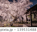 岐阜県 専通寺の枝垂れ桜 2026 139531488