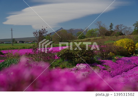 駒ヶ岳と芝桜 139531502