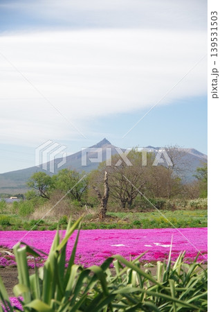 駒ヶ岳と芝桜 駒ヶ岳と芝桜 139531503