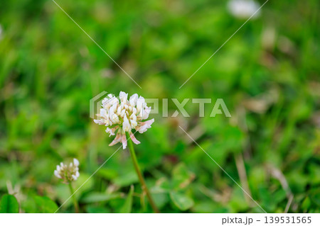 春の一輪のかわいいシロツメクサの花と緑のボケ背景 春の一輪のかわいいシロツメクサの花と緑のボケ背景 139531565