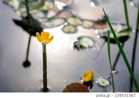 春の栃木県日光の池に咲く一輪のコウホネの花と池に水面に反射する光の明るい背景 春の栃木県日光の池に咲く一輪のコウホネの花と池に水面に反射する光の明るい背景 139531567