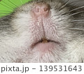 ハムスターの顔面 139531643