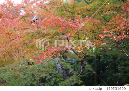 秋の庭園の紅葉 秋の庭園の紅葉 139531690