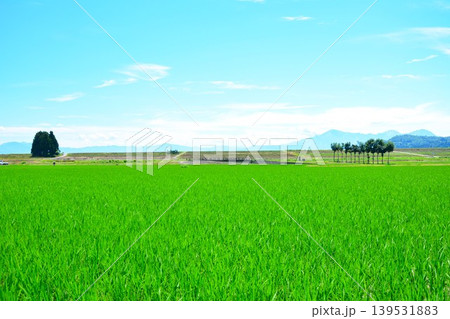 夏の小千谷池ヶ原田園のハサ木風景 夏の小千谷池ヶ原田園のハサ木風景 139531883