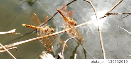 Two golden dragonflies perched on a dry twig above the water. 139532010