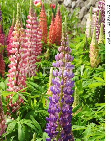 カラフルで塔状に咲く「ルピナス」の花 カラフルで塔状に咲く「ルピナス」の花 139532012