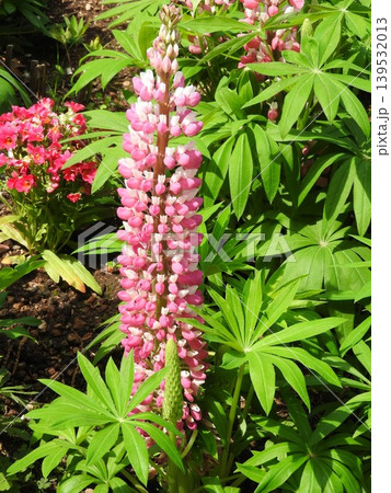 カラフルで塔状に咲く「ルピナス」の花 139532013
