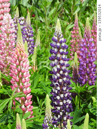 カラフルで塔状に咲く「ルピナス」の花 139532014