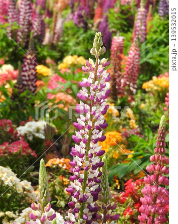 カラフルで塔状に咲く「ルピナス」の花 139532015