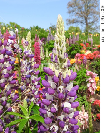 カラフルで塔状に咲く「ルピナス」の花 カラフルで塔状に咲く「ルピナス」の花 139532016