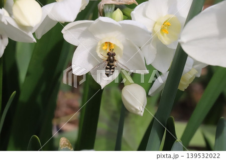春の庭に咲くフサザキスイセンの花の蜜を吸うフタホシヒラタアブ 春の庭に咲くフサザキスイセンの花の蜜を吸うフタホシヒラタアブ 139532022