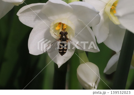 春の庭に咲くフサザキスイセンの花の蜜を吸うフタホシヒラタアブ 春の庭に咲くフサザキスイセンの花の蜜を吸うフタホシヒラタアブ 139532023