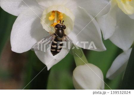 春の庭に咲くフサザキスイセンの花の蜜を吸うフタホシヒラタアブ 春の庭に咲くフサザキスイセンの花の蜜を吸うフタホシヒラタアブ 139532024