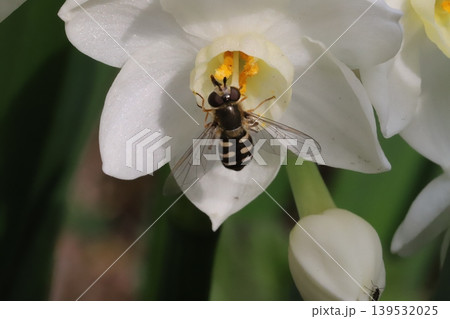 春の庭に咲くフサザキスイセンの花の蜜を吸うフタホシヒラタアブ 春の庭に咲くフサザキスイセンの花の蜜を吸うフタホシヒラタアブ 139532025