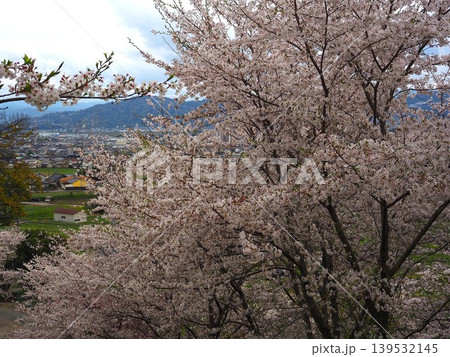 満開の桜 139532145