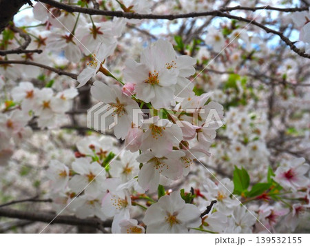 満開の桜 満開の桜 139532155