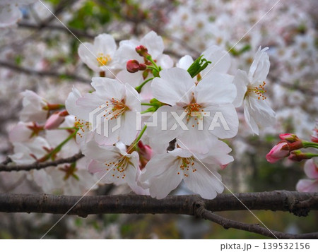 満開の桜 満開の桜 139532156