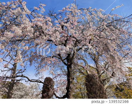 青空に映える満開の桜 139532166