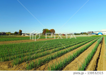 近郊の冬の葱畑風景 近郊の冬の葱畑風景 139532315
