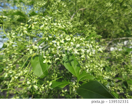 淡い薄緑色の「マユミ」の花 淡い薄緑色の「マユミ」の花 139532331