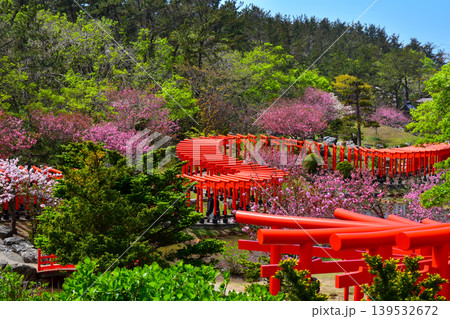 春の高山稲荷神社 139532672