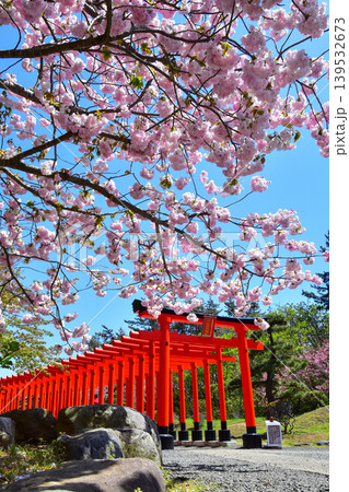 春の高山稲荷神社 春の高山稲荷神社 139532673