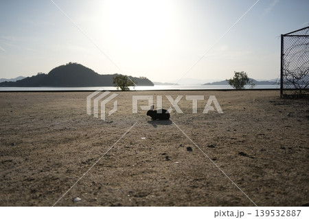 広島県大久野島 139532887