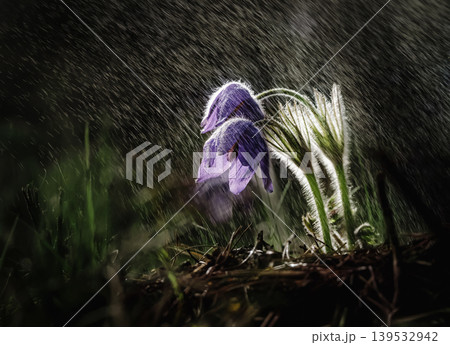 Purple pasque flowers blooming during spring rain shower Purple pasque flowers blooming during spring rain shower 139532942