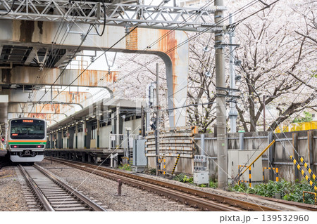 【西大井駅】満開の桜と湘南新宿ラインの電車 139532960