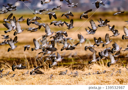 Flock of wood pigeons flying over golden field 139532987