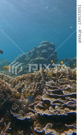 Ethereal underwater scene showing dense Turbinaria mesenterina growing among staghorn corals rich in diverse fish species in the renown diving destination in Dauin, Philippines Ethereal underwater scene showing dense Turbinaria mesenterina growing among staghorn corals rich in diverse fish species in the renown diving destination in Dauin, Philippines 139533051