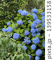 青い紫陽花 139533158