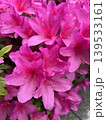 ツツジの花 139533161