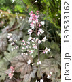ズダヤクシュの花 139533162