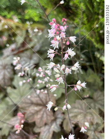 ズダヤクシュの花 ズダヤクシュの花 139533162