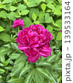 濃いピンクの芍薬 139533164