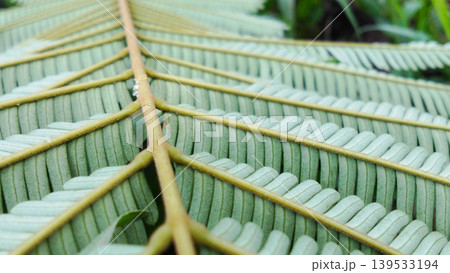 Close-up macro view of the texture of green fern leaves in tropical nature. Close-up macro view of the texture of green fern leaves in tropical nature. 139533194