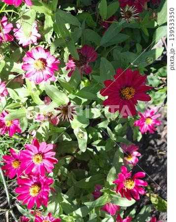 Bright Red Cosmos Flowers Blooming in Sunny Summer Garden Landscape Bright Red Cosmos Flowers Blooming in Sunny Summer Garden Landscape 139533350