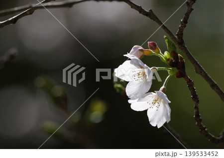 ひっそりと咲く桜 ひっそりと咲く桜 139533452