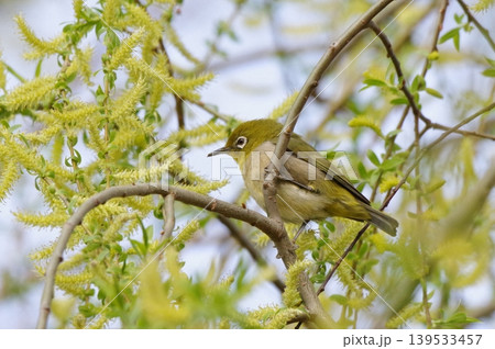 ミモザの樹にとまるメジロ ミモザの樹にとまるメジロ 139533457