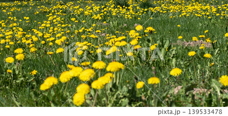 The field covered by dandelion flowers The field covered by dandelion flowers 139533478