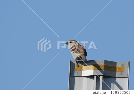 青空を背景に休むニュウナイスズメ 青空を背景に休むニュウナイスズメ 139533503