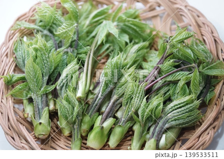 山菜の女王コシアブラ籠に盛られた春の味覚 山菜の女王コシアブラ籠に盛られた春の味覚 139533511