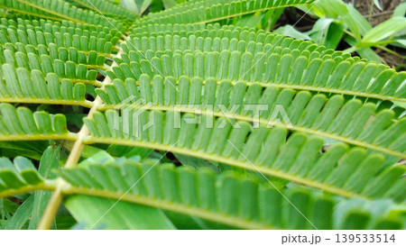 Close up of tropical green leaves with symmetrical patterns. Close up of tropical green leaves with symmetrical patterns. 139533514