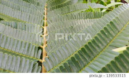 Close up of tropical green leaves with symmetrical patterns. Close up of tropical green leaves with symmetrical patterns. 139533515