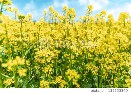Seoul, South Korea - Mar. 10, 2026 : Beautiful field of yellow canola flowers blooming under a blue sky with white clouds in Guri Hangang Park, South Korea 139533549