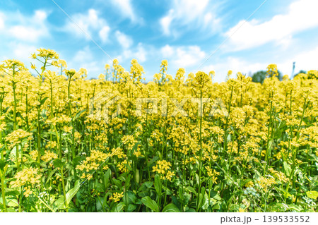 Seoul, South Korea - Mar. 10, 2026 : Beautiful field of yellow canola flowers blooming under a blue sky with white clouds in Guri Hangang Park, South Korea Seoul, South Korea - Mar. 10, 2026 : Beautiful field of yellow canola flowers blooming under a blue sky with white clouds in Guri Hangang Park, South Korea 139533552