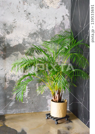 Indoor Dypsis lutescens, Areca palm plant in pot on textured wall background in loft interior 139533691