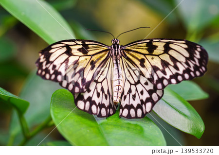 Idea leuconoe, Paper Kite butterfly, Rice Paper butterfly or Large Tree Nymph on green leaf, macro Idea leuconoe, Paper Kite butterfly, Rice Paper butterfly or Large Tree Nymph on green leaf, macro 139533720
