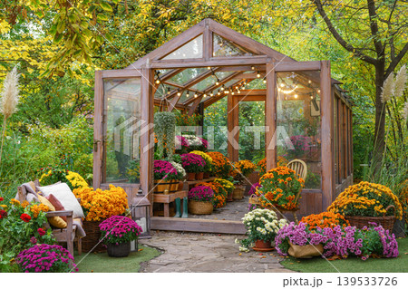 Wooden greenhouse with colorful chrysanthemums surrounded by yellow autumn leaves and trees 139533726